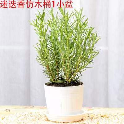 Pot