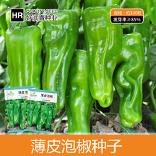 厂家批发薄皮泡椒种子苏椒五号辣椒种籽微辣青椒春季四季菜种菜籽
