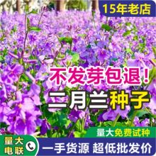 二月兰种子绿肥批发诸葛菜耐阴耐寒果园固土肥田早春花海绿化种籽