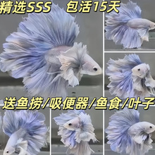 ̩~鼆~Ꭷ^p~~Сِ͌µˮ~Bͻ