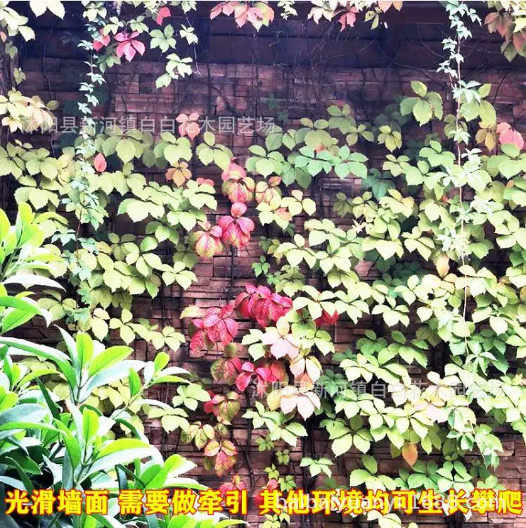 Изменение цвета пятилистная парча