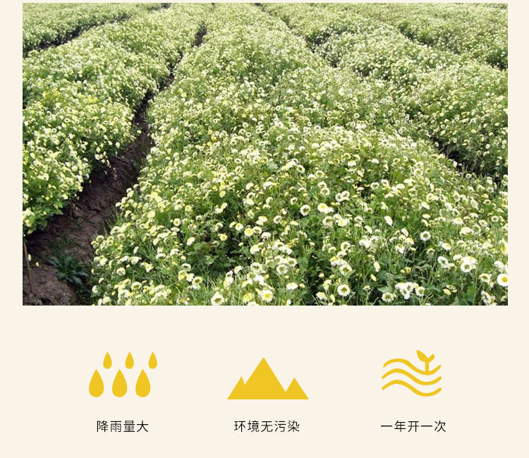 Dried Chrysanthemum Flower Tea Buds Tai Ju Loose Herbal Tea 500g quality and texture