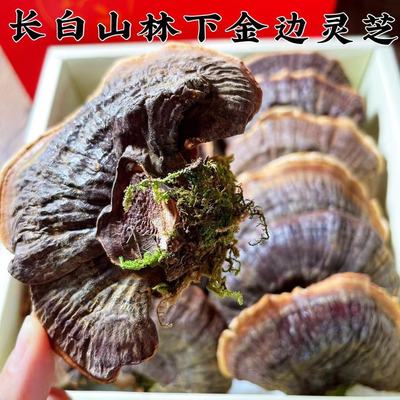 灵芝 东北特产 吉林长白山金边大灵芝 林下灵芝非养殖250克