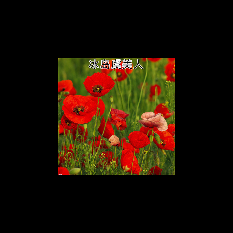 양귀비 20,000캡슐 + 비료