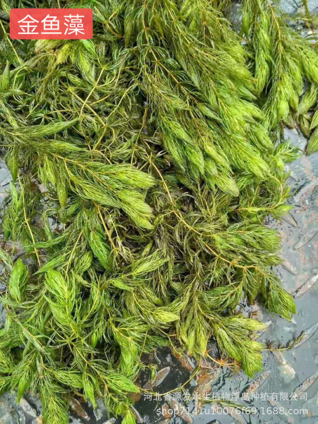 金鱼藻种苗.jpg