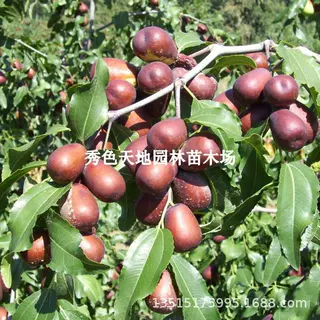 新疆和田玉枣树活苗嫁接特大红枣骏枣树苗盆栽地栽南北方当年结果