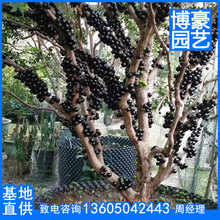 福建樹葡萄廠家批發 台灣嘉寶果園林果樹批發 南方種植當年結果