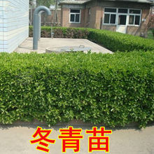 冬青苗大叶黄杨苗庭院别墅绿化苗绿篱苗围墙树苗耐寒室外四季长青