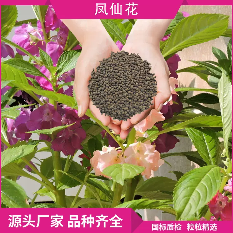 凤仙花花种家庭园艺花种子一年生花卉盆栽指甲花植物优选多色