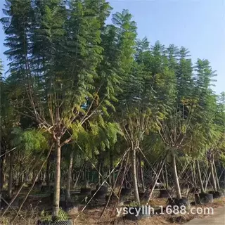 蓝花楹蓝雾树巴西紫葳紫云木批发5-35厘米