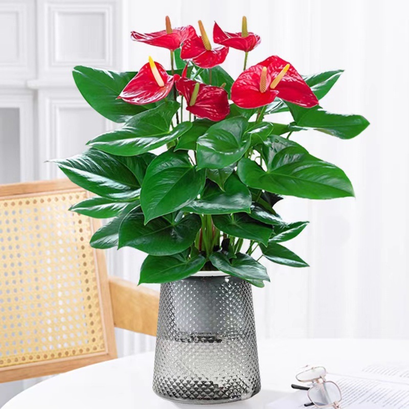 [핫뉴상품] 프리미엄 안스리움(회색 별이 빛나는 화분) + 영양액