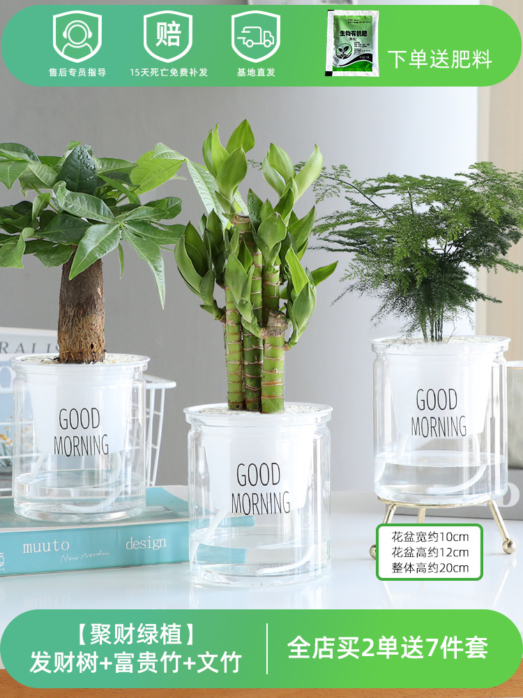 ✅[부를 모으는 녹색 식물 3개 화분] 돈나무 + 행운죽 + 아스파라거스 대나무 (무료비료)