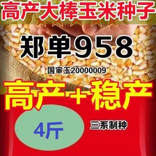 National Approved Big Stick Corn Seed Collection Zhengdan 958 Academy of Agricultural Sciences New Product Cultivated High-Yielding, High-Resistant, Bagged Grain Seeds with Short Stems