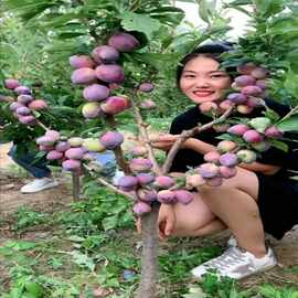 蜂糖李子树苗南北方种植盆栽地栽果树果苗脱骨特大脱骨嫁接李子苗