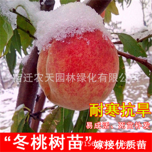 ����޽��Ҙ������t����������ˮ�����Ә����ϱ����Nֲ���Ե���