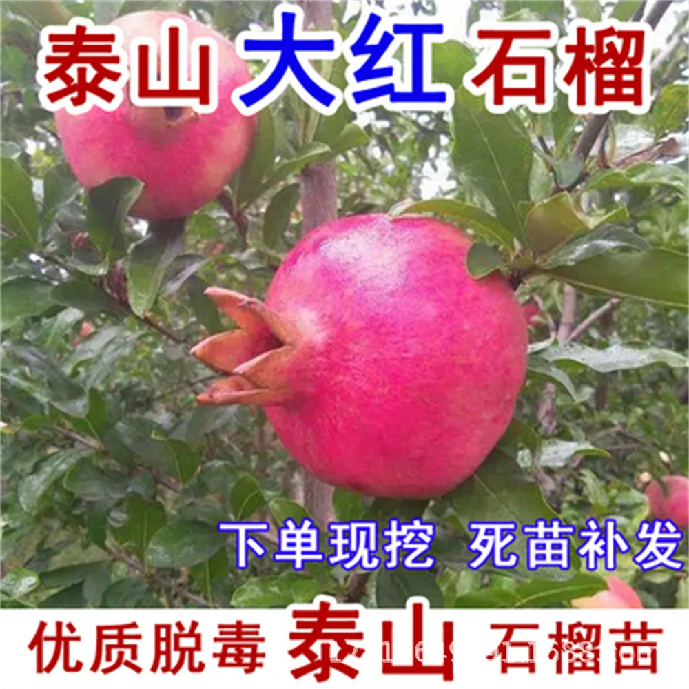 Посадка рассады гранатового дерева без коек в Южном и Северном дворе Посадка большой рассады Балкон Результаты прививки в горшке года