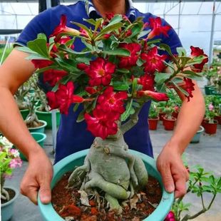 Double Desert Rose Seedlings Potted Four-Season Florals and Green Plants Old Pile Indoor Balcony Small Bonsai Blooming Continuously