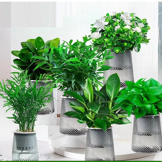 [두인 핫모델] 골든 다이아몬드 + 치자나무 + 대나무와 편백나무 + 재스퍼 + 코코넛