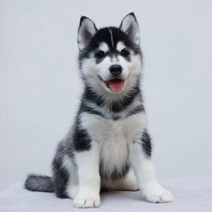 ���l��ʿ����Ȯ���w����С������ﹷ��ʿ��ѩ��Ȯ����Ȯ����Ȯ