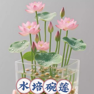 ˮ����ɏ�N�Ӻ��B�׻��ļ����N�_���Gֲ���ܺɻ����Կ͏d˯ɏˮ�B