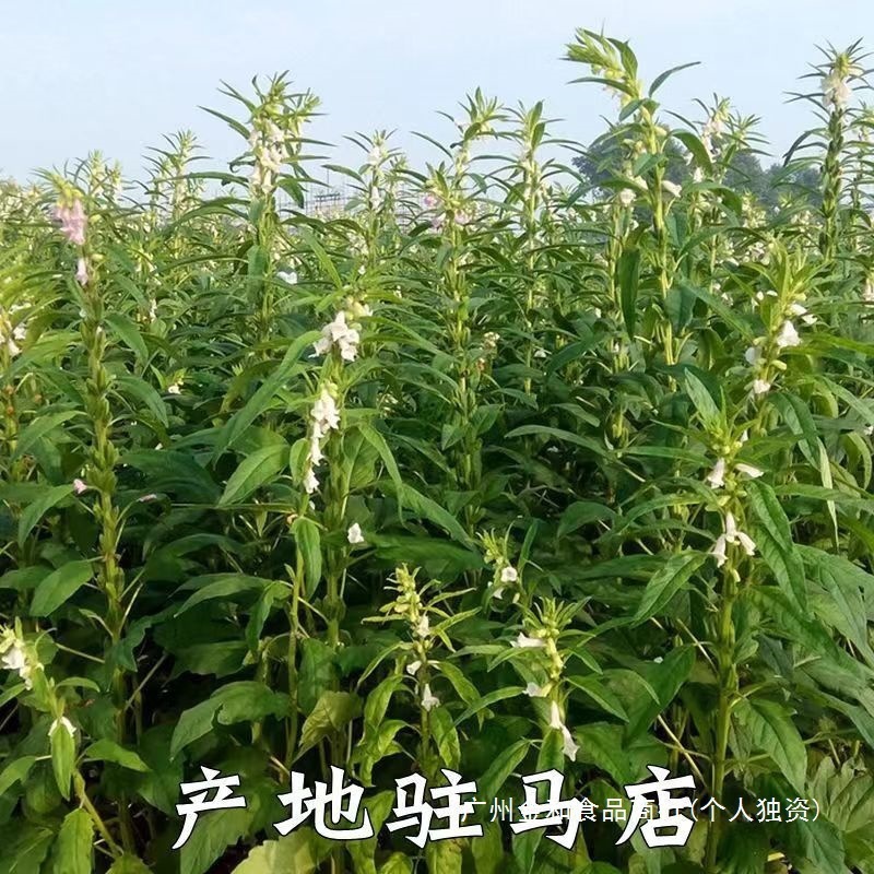 炒熟白芝麻黑芝麻即食免洗干净无添加家用厨房烘焙火锅烧烤调味|undefined