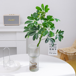 ���_ľˮ��ֲ�������҃ȿ͏d���~ɏ�Gֲ�R��ľˮ�B�˷���ؔ����ľ