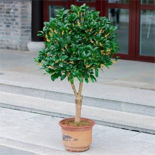 Osmanthus Saplings, Four-Season Osmanthus Flower Potted Plants, August Osmanthus Saplings, Golden Osmanthus Trees, Easy to Grow Indoors, Blooming Osmanthus Courtyard