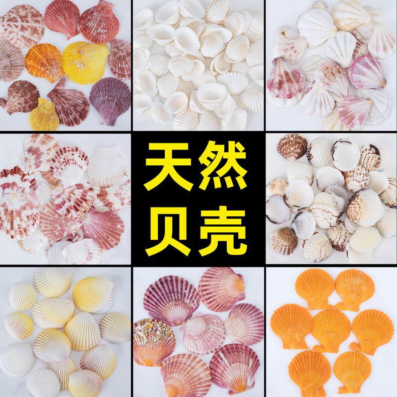 Natural Shells and Conch Shells Wholesale by the Pound, Colorful and White Scallop Shells DIY Accessories for Landscaping, Home Decor, and Fish Tank Decoration