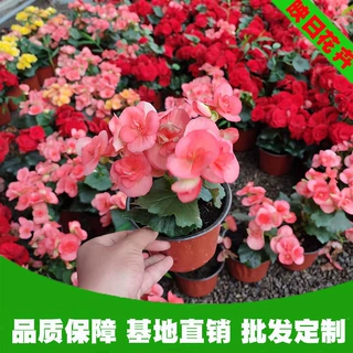 丽格海棠盆栽苗秋海棠草本植物盆栽宿根基地批发青州海棠小苗多色