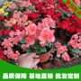 青州盆栽基地植物小苗