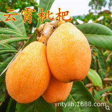 ǰɳϷNֲ⾧͸޽˘׻Y