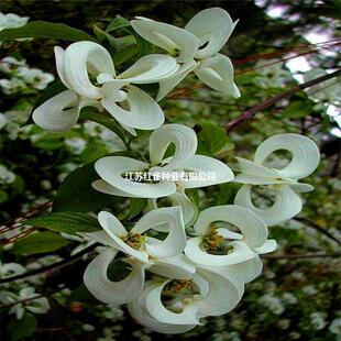 ɢ�b�²����ջ��N�� ���ջ� ɽ��֦ʯ�� ��÷ �u��Ӄ��|�G����N