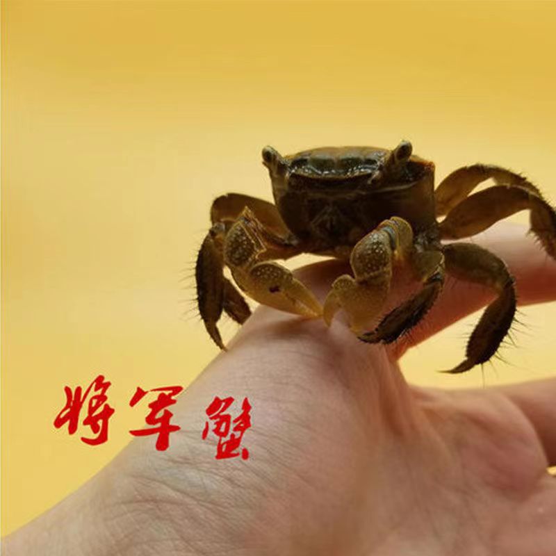 일반 크랩 어린 크랩