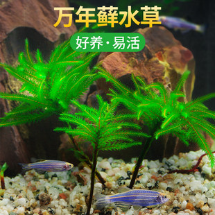 �f���\ˮ��ֲ���~��ˮ������ͻ��͵͜�̦�\�~�׃���ˮ�|�쾰ˮ��