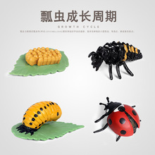 仿真动物成长周期模型儿童科教塑胶玩具七星瓢虫蝴蝶公鸡蜜蜂海龟