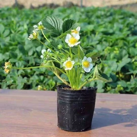 盆栽;干花;其他园林植物