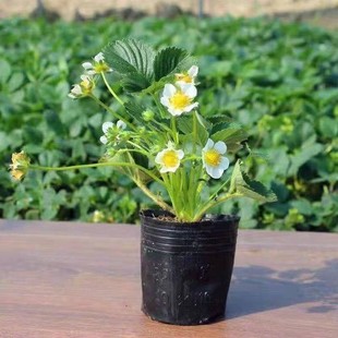 Strawberry Seedlings with Pots, Four-Season Potted Ground Planting, Edible Large Fruit Cream Strawberry Seedlings, Fruit Seedlings Planted in the South and North