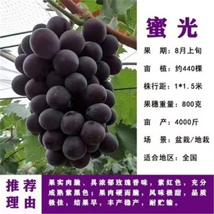 Nursery Supply Honey Light Grafted Grape Seedlings Shandong Grape Seedlings Self-Produced and Sold First-Class Honey Light