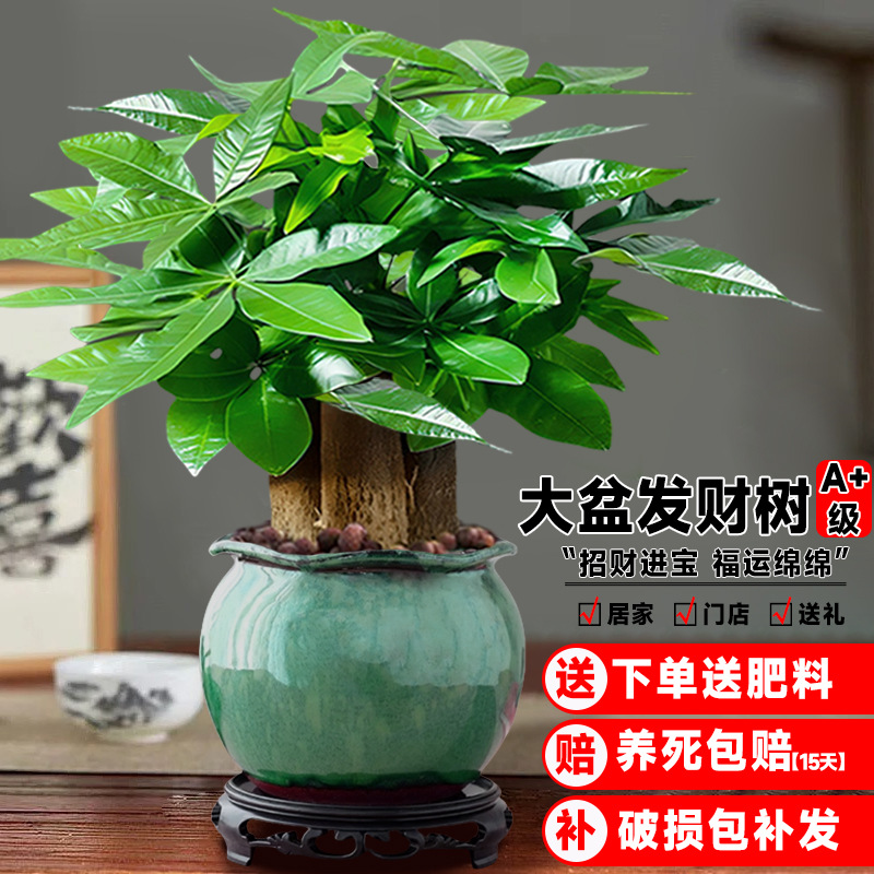Money Tree Small Potted Plant, Large Green Plant, Formaldehyde Removal Flower in the Office, Easy to Maintain in the Living Room, Home Plant, Desktop Bonsai