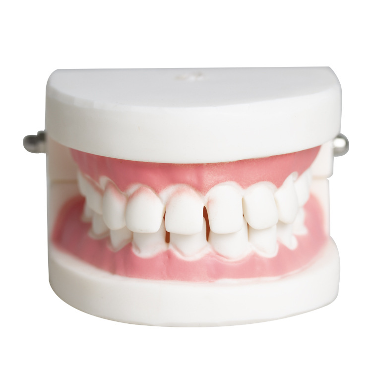 Modelo dental molde modelo dental modelo de enseñanza dental removible dentadura oral cepillado Preparación del diente modelo resina