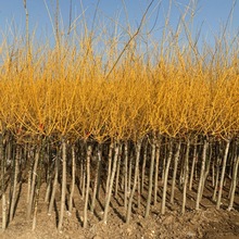 S𻱘֦䴹֦צͥԺeGL