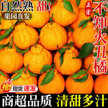 四川不知火丑橘新鲜水果应当季现摘丑粑粑蜜桔柑橘子大果整箱