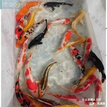 L小金鱼苗观赏鱼冷水耐活好养鱼淡水红白锦鲤活鱼小型鱼草金鱼活