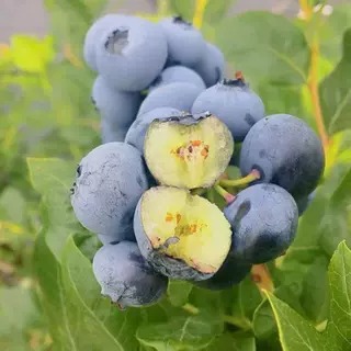 【云南直发】大果蓝莓苗杯苗三棵装盆栽果树南北方种植阳台庭院