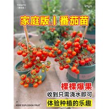 四季矮生番茄苗水果盆栽千禧种子孑种籽阳台圣女果西红柿草莓苗秧