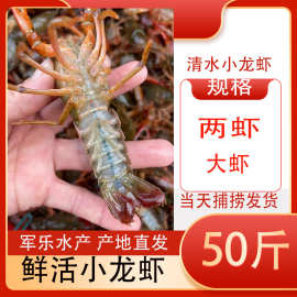 湖北鲜活小龙虾一两龙虾批发 新鲜活体小龙虾 餐馆商用红壳清水虾