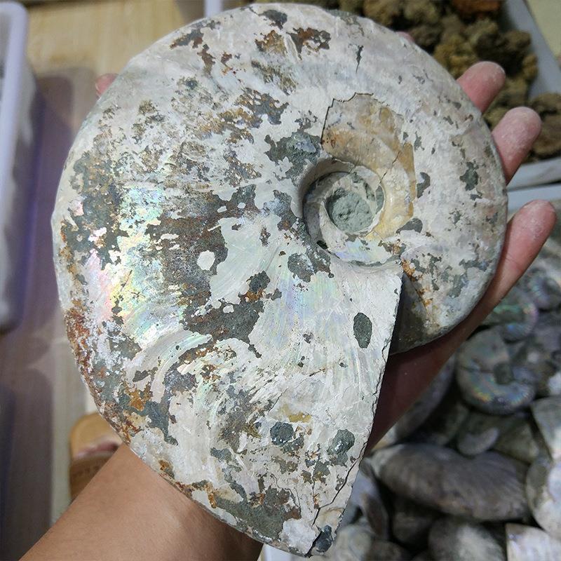 Natural Conch Fossil Ornaments Snax Raw Stone Fat Conch Ore Specimen Hand Handle Snax Ornaments Snax Ornaments Natural Conch Fossil Ornaments Snax Raw Stone Fat Conch Ore Specimen Hand Handle Snax Ornaments Snax Ornaments