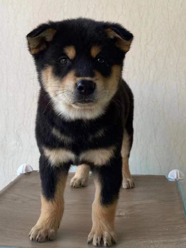 精品中华田园广西土猎赶山五黑狼红黄铁包金四眼虎斑幼犬狗狗活体-阿里巴巴