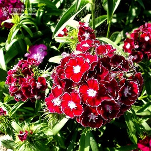 ���ʯ��N���ļ��N�׻��ɫ횰�ʯ��ʮ���\����ʯ������ʯ�񻨷N