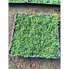 ���A���� ��ѩ�f�������ͥԺ�̨�ļ����Gϲ����B�ͺ�����ֲ��